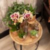 Geel rode phalaenopsis orchideeën - Spain | 4 stuks