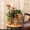 Geel rode phalaenopsis orchideeën - Spain | 4 stuks