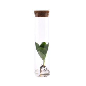 thumbnail_6000-74.png Clusia In Tube Glas