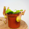 Nepenthes Alata | 1 plant