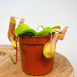 Nepenthes Alata | 1 plant
