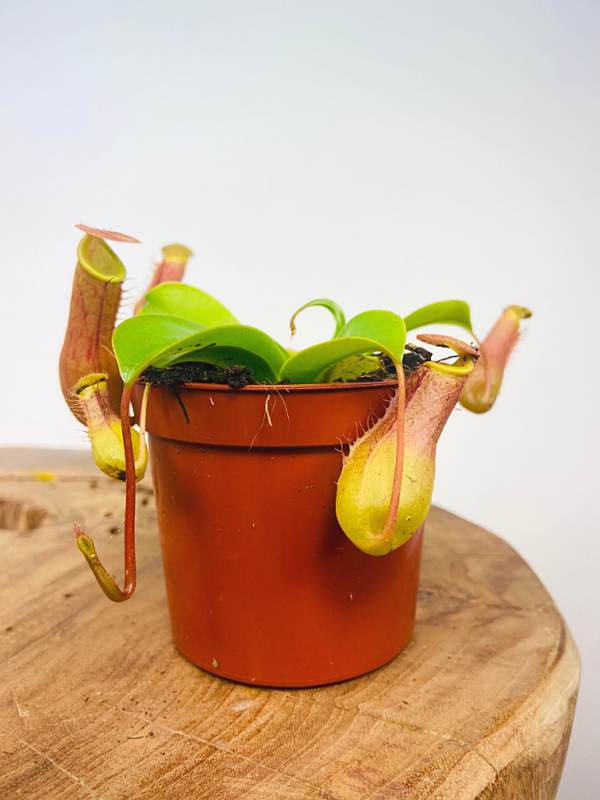image.png Nepenthes Alata | 1 plant
