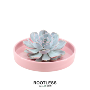 Echeveria Lilacina in schaal 'Pink'