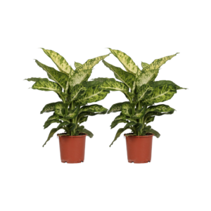 thumbnail_6000-108.png Dieffenbachia Mars | 2 stuks