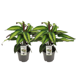thumbnail_6000-113.png Calathea Majestica Princeps | 2 stuks