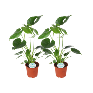 thumbnail_6000-115.png Monstera Deliciosa - Gatenplant | 2 stuks