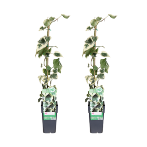 thumbnail_6000-123.png Hedera colchica Dentata Variegata | 2 stuks