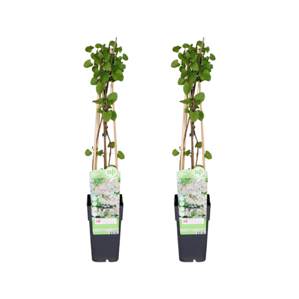 thumbnail_6000-153.png Fallopia baldschuanica | 2 stuks