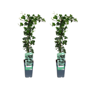 thumbnail_6000-154.png Hedera helix | 2 stuks