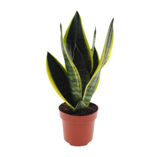 thumbnail_6000-154.jpg Sansevieria Futura Superba