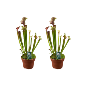 thumbnail_6000-157.png Sarracenia Judith Hindle - Vleesetende plant | 2 stuks