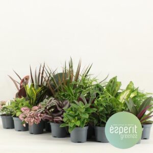 thumbnail_6000-163.jpg Groenmix planten | 24 stuks