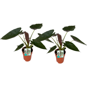 thumbnail_6000-163.png Alocasia Wentii | 2 stuks