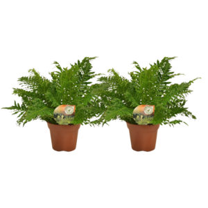thumbnail_6000-164.png Blechnum Silver Lady - Zilveren Varen | 2 stuks