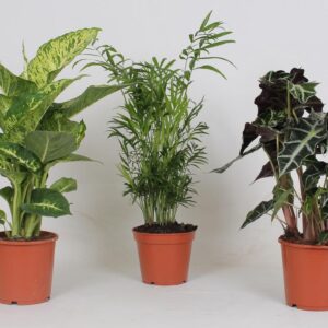 thumbnail_6000-165.jpg Binnenplanten mix | 3 stuks