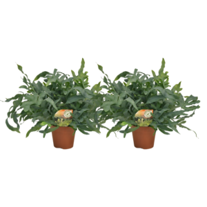 thumbnail_6000-165.png Phlebodium Blue Star | 2 stuks