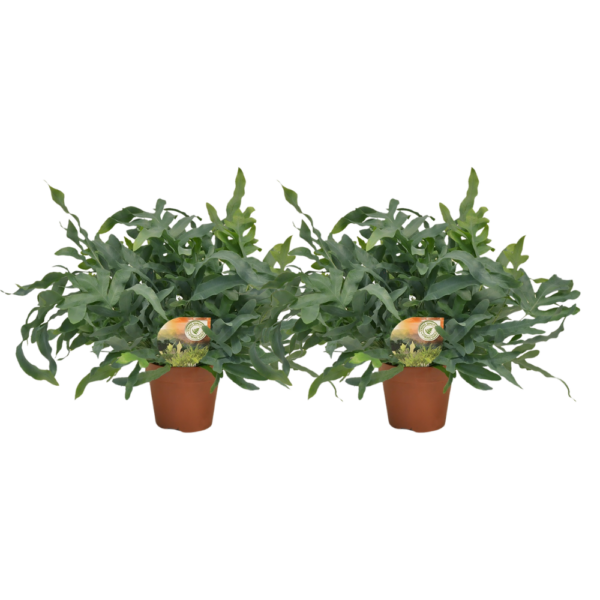 thumbnail_6000-165.png Phlebodium Blue Star | 2 stuks