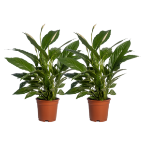 thumbnail_6000-167.png Spathiphyllum Vivaldi | 2 stuks