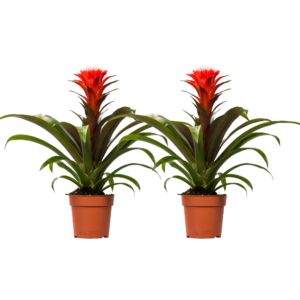 thumbnail_6000-170.png Guzmania Hope | 2 stuks