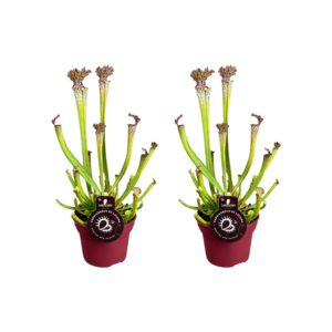 thumbnail_6000-171.png Sarracenia Farnhamii | 2 stuks