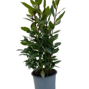 Laurus Nobilis
