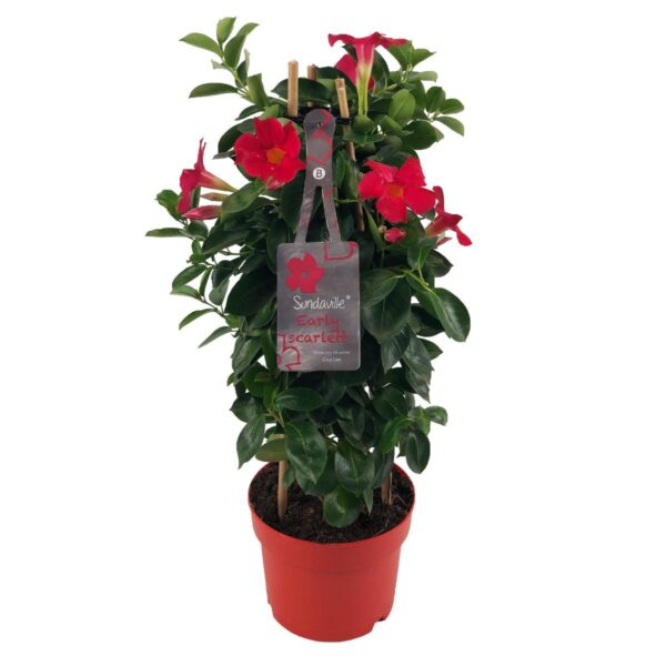 thumbnail_6000-213.jpg Mandevilla (Dipladenia) Sundaville Early Scarlet in toren