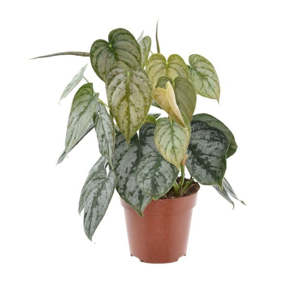 thumbnail_6000-224.jpg Philodendron Brandtianum