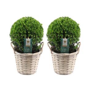 thumbnail_6000-266.jpg Ilex crenata 'Jenny' bol in rietenmand | 2 stuks