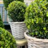 Ilex crenata 'Jenny' bol in rietenmand | 2 stuks
