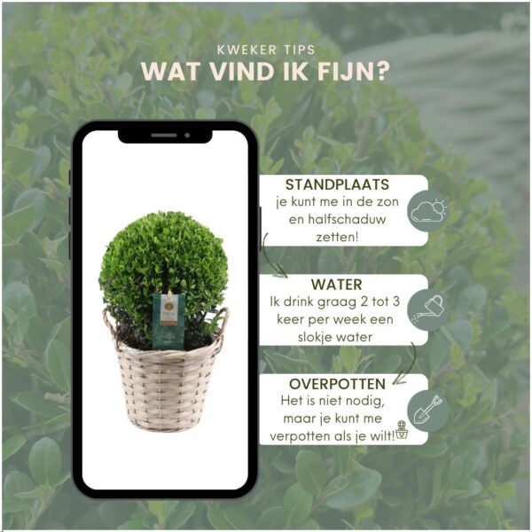 Ilex crenata 'Jenny' bol in rietenmand | 2 stuks