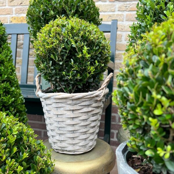 Ilex crenata 'Jenny' bol in rietenmand | 2 stuks