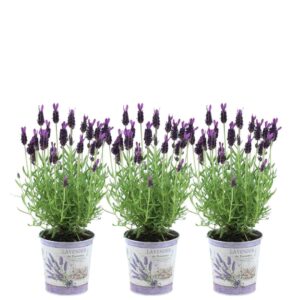 thumbnail_6000-292.jpg Lavandula stoechas Anouk in 'Lavendelprint' sierpot | 3 stuks