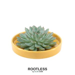 Echeveria Pulidonis in schaal 'geel'