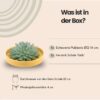 Echeveria Pulidonis in schaal 'geel'
