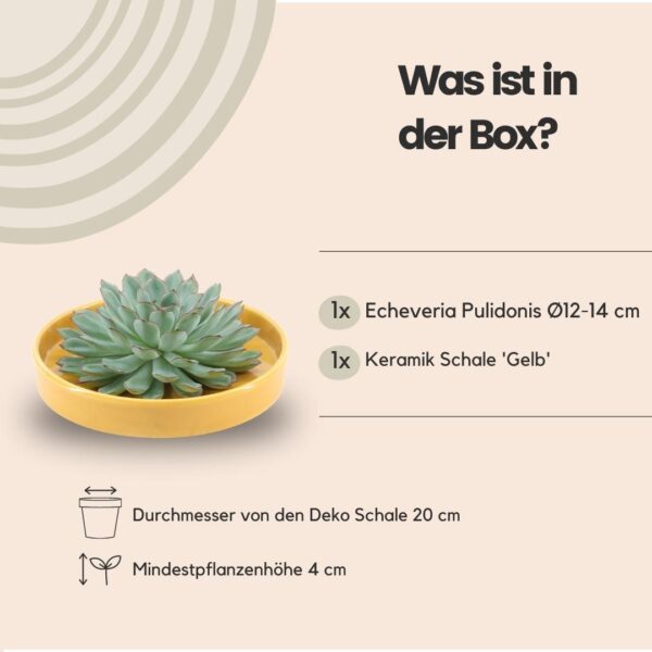 thumbnail_6000-318.jpg Echeveria Pulidonis in schaal 'geel'