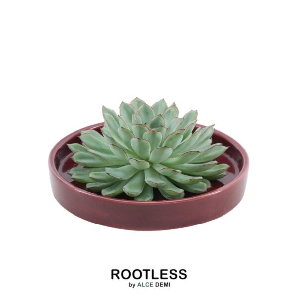 thumbnail_6000-340.jpg Echeveria Pulidonis in schaal 'rood'