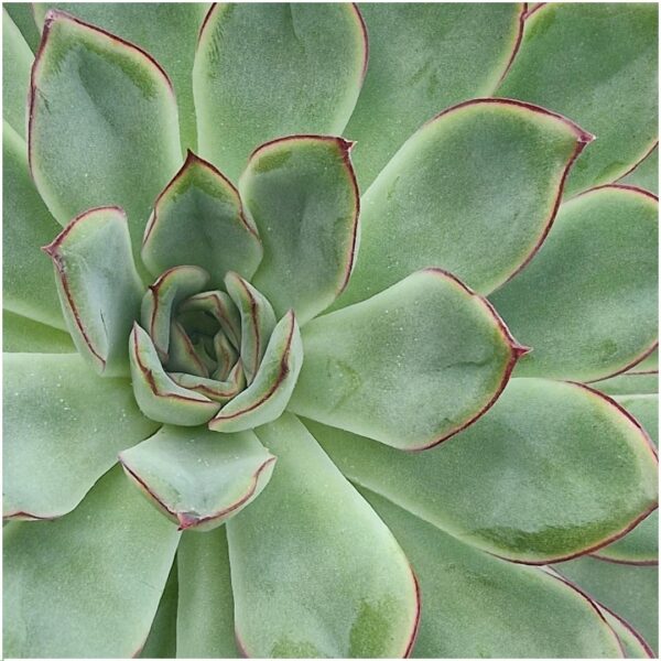 thumbnail_6000-342.jpg Echeveria Pulidonis in schaal 'rood'