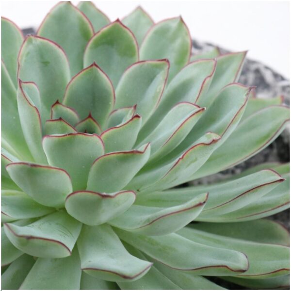 thumbnail_6000-347.jpg Echeveria Pulidonis in schaal 'Concrete'