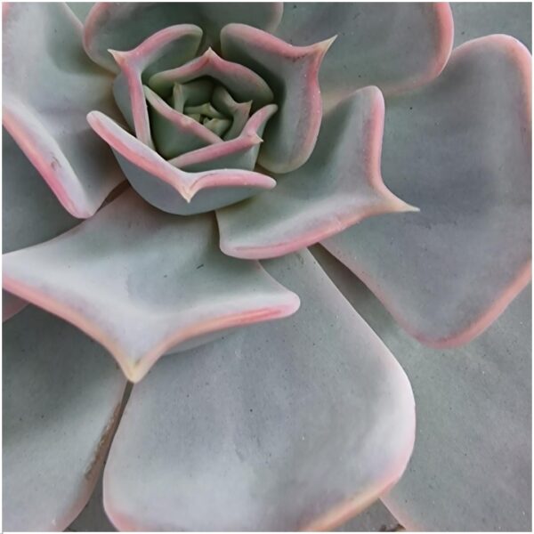 Echeveria Lilacina in schaal 'zwart'