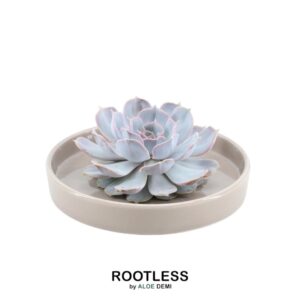 Echeveria Lilacina in schaal 'taupe'