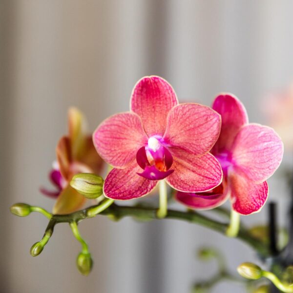 thumbnail_6000-4.jpg Rode Phalaenopsis orchideeën | 4 stuks