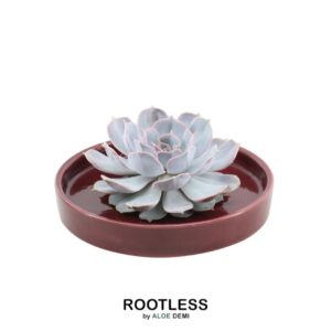 Echeveria Lilacina in schaal 'rood'