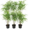 Fargesia Rufa - Bamboe | 6 stuks