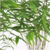 Fargesia Rufa - Bamboe | 6 stuks