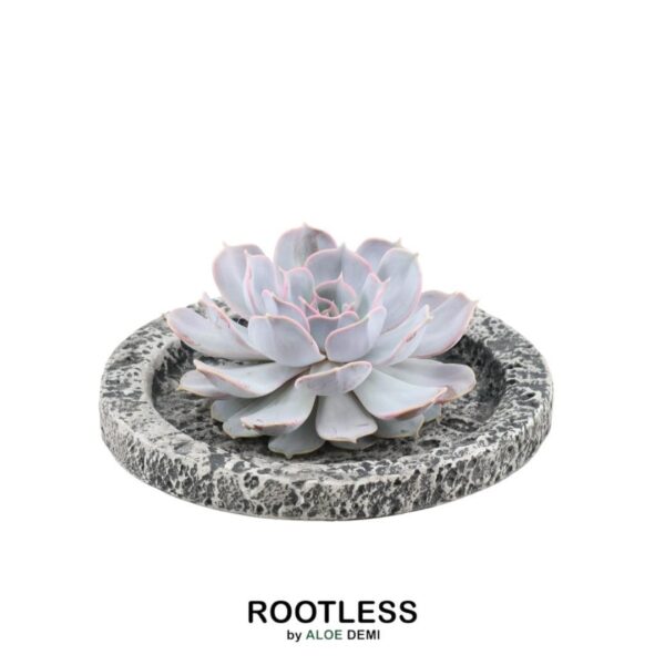 thumbnail_6000-409.jpg Echeveria Lilacina in schaal 'Concrete'