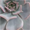 Echeveria Lilacina in schaal 'Concrete'