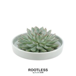 Echeveria Pulidonis in schaal 'groen'