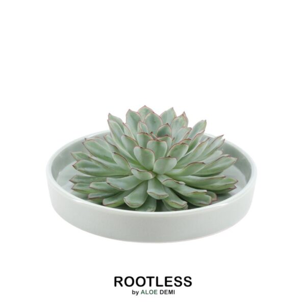 thumbnail_6000-421.jpg Echeveria Pulidonis in schaal 'groen'