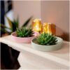 Echeveria Pulidonis in schaal 'groen'