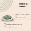 Echeveria Pulidonis in schaal 'groen'